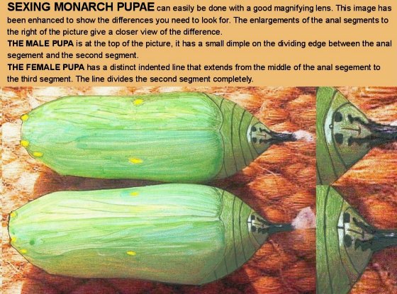 Sexing Monarch Pupae (illustration © Nigel Venters)