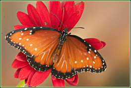 Queen Butterfly © Paul Chesterfield