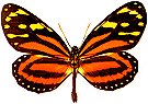 Tropical Milkweed Butterfly - Lycorea cleobaea