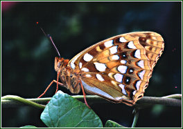 Glanville Fritillary © Paul Chesterfield