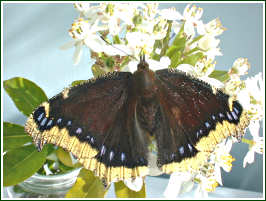 Mourning Cloak