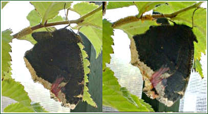 Mourning Cloak laying