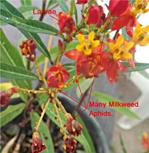 Infected Milkweed - apply Perimicarb