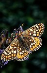 Marsh Fritillary Butterfly
