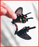 Handpairing Swallowtails