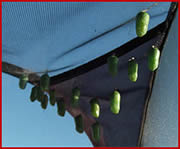 Hanging Pupae