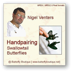 Handpairing Swallowtail Butterflies