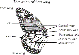 Butterfly wing anatomy