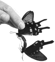 Hand-pairing butterflies